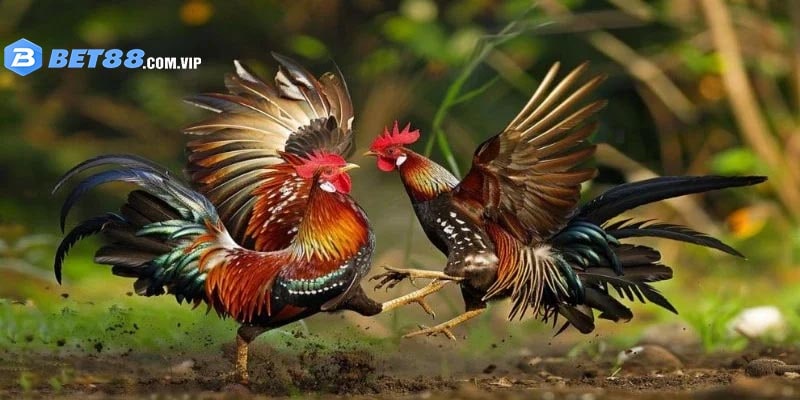 Vì Sao Nhiều Người Chọn Đá Gà Bet88?